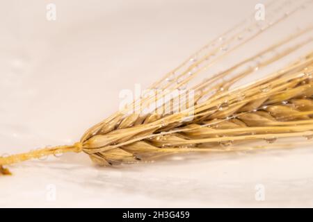 Goldfarbene, trockene Weizenstrohhalme spikes Wasser aus der Nähe auf weißem Hintergrund. Landwirtschaft Getreide Kernelspikelets, Sommer Erntezeit Stockfoto