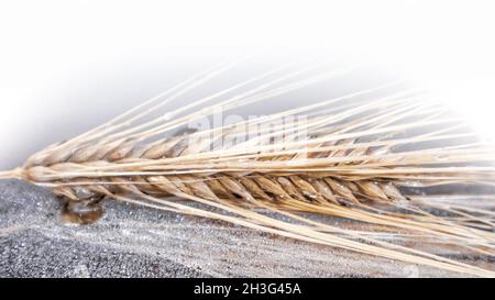 Goldene Weizenstrohhalme Spikes aus der Nähe auf Spiegelglas und weißem Hintergrund mit Reflexionen und Wassertropfen. Landwirtschaft erntet Samen, Sommerernte Stockfoto