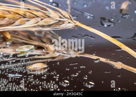 Gold trockene Weizenstrohhalme Spikes Nahaufnahme auf Spiegelglas Hintergrund mit Reflexion und Wassertropfen. Landwirtschaft erntet Samen, Sommerernte Stockfoto