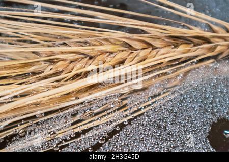 Goldene trockene Weizenstrohhalme spikes Nahaufnahme auf glänzendem Glashintergrund mit Wassertropfen. Landwirtschaft Getreide Kerne, Sommerernte Stockfoto