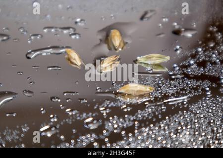 Gold-Weizenkerne in Nahaufnahme auf Spiegelglas-Silber-Oberfläche mit Reflexion und Wassertropfen. Landwirtschaft Getreide Kerne, Sommerernte Stockfoto