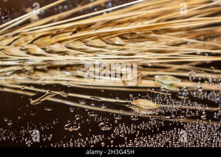 Gold trockene Weizenspitzen Nahaufnahme auf Spiegelglas Hintergrund mit Reflexion und Wassertropfen. Landwirtschaft erntet Samen, Sommerernte Stockfoto