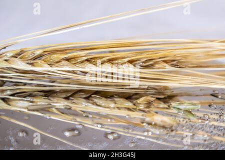 Gold trockene Weizenstrohhalme Spikes Nahaufnahme auf Spiegelglas Hintergrund mit Reflexion und Wassertropfen. Landwirtschaft Getreide Kerne Samen, Sommerernte Stockfoto