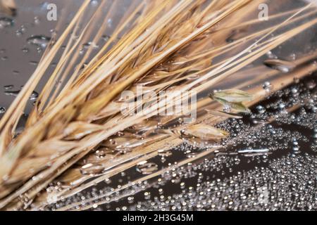 Gold trocken Weizen Trinkhalme Spikes close-up auf Spiegelglas Hintergrund mit Reflexion und Wassertropfen . Landwirtschaft erntet Samen, Sommerernte Stockfoto