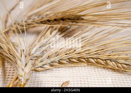 Gold trockener Weizen stroht Ohren Nahaufnahme auf rauem Sacktuch Hintergrund. Landwirtschaft Gerstenkulturen, Saatgutspikes, Ernte aus Sommerfeld Stockfoto