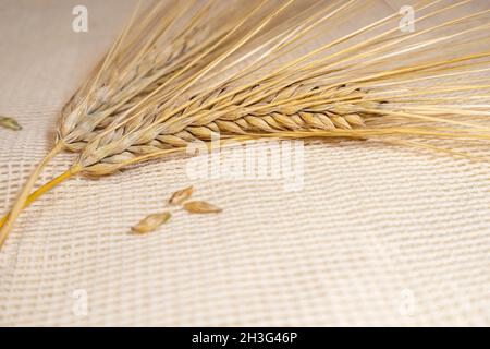 Gold-Trockenweizen stroht Ohren auf rauem Tuch aus der Nähe. Landwirtschaft Getreidesamen, Getreideernte vom Sommerfeld Stockfoto