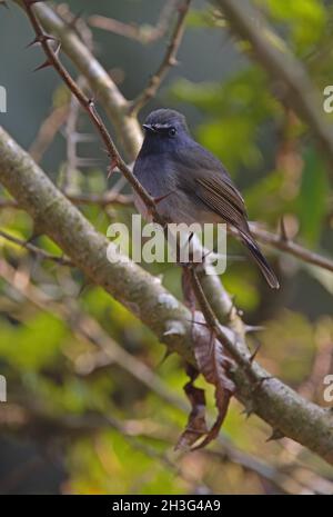 Rufous-gorgeeted Flycatcher (Ficedula stropheata stropheata) erwachsenes Männchen, das im Dornbusch Kathmandu, Nepal, thront Februar Stockfoto