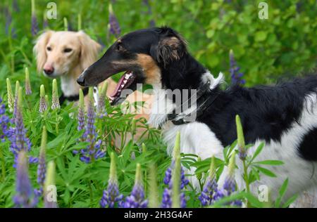 Schwarz-weißer russischer Barsoi-Hund mit braunen Saluki auf Sommerblumen Stockfoto