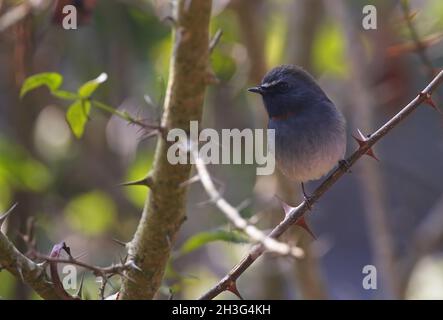 Rufous-gorgeeted Flycatcher (Ficedula stropheata stropheata) erwachsenes Männchen, das im Dornbusch Kathmandu, Nepal, thront Februar Stockfoto