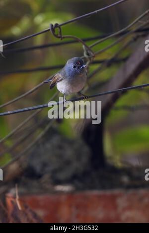 Rufous-gorgeeted Flycatcher (Ficedula stropheata stropheata) Weibchen, die auf dem Drahtzaun Kathmandu, Nepal, thront Februar Stockfoto