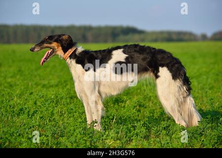 Schwarz-weißer russischer Wolfhound-Hund, der auf grünem Gras steht Stockfoto