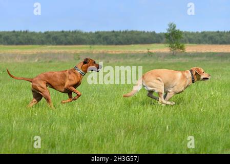 Labrador Retriever und Ridgeback haben Spaß auf einem grünen Feld Stockfoto