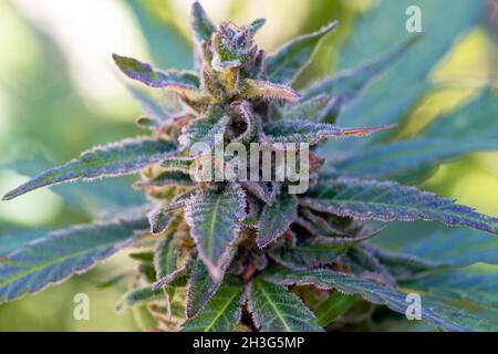 Isolierte Nahaufnahme einer reifen Cannabispflanze (Marihuana). Stockfoto