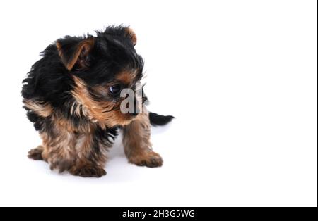 Allein erschrocken Welpen yorkshire Terrier auf weißem Hintergrund Stockfoto