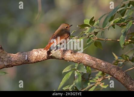 Kleine Niltava (Niltava macgrigoriae macgrigoriae) Weibchen, die auf dem Zweig Kathmandu, Nepal, thront Februar Stockfoto