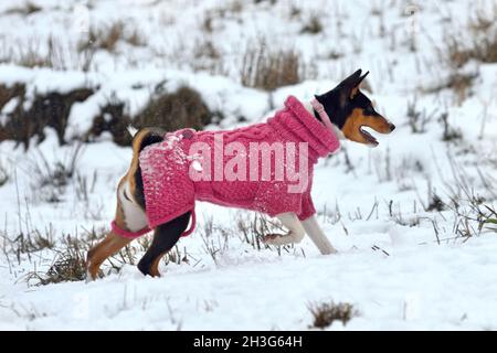 Basenji-Hund in einem warmen Mantel, der auf dem Schnee läuft Stockfoto