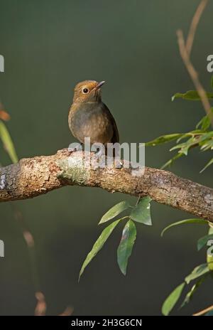 Kleine Niltava (Niltava macgrigoriae macgrigoriae) Weibchen, die auf dem Zweig Kathmandu, Nepal, thront Februar Stockfoto