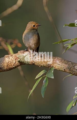 Kleine Niltava (Niltava macgrigoriae macgrigoriae) Weibchen, die auf dem Zweig Kathmandu, Nepal, thront Februar Stockfoto