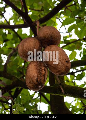 Die Mamey Sapote (Pouteria sapota), Ein Fuit wie ein Coco, der im Baum hängend ist Stockfoto