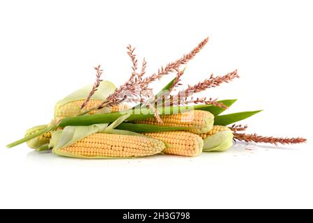 Reife Maiskolben mit Blumen und Blättern auf weißem Hintergrund Stockfoto