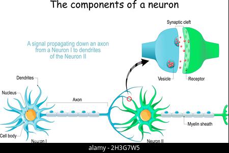 Anatomie des Neurons. Nahaufnahme einer chemischen Synapse, eines Synapsenbläschens mit Neurotransmitter und Rezeptoren. Struktur der synaptischen Spalte. Vektorposter Stock Vektor