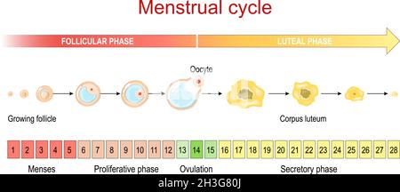 Menstruationszyklus. Luteale und follikuläre Phase. Wachsender Follikel, Eizelle und Corpus luteum. Von der Menstruation und der proliferativen Phase bis zum Eisprung Stock Vektor