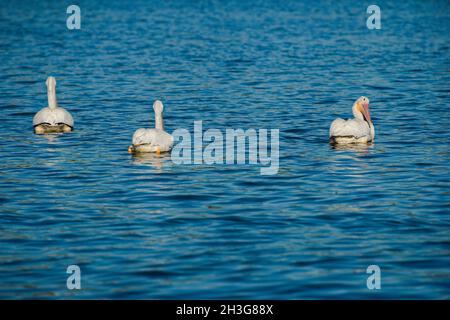 Große weiße Pelikane schwimmen gemächlich auf dem See auf der Suche nach Fisch Abendessen. Drückt Sicherheit in Zahlen und ein Teil der Gruppe gleich Glück und Erfolg, Stockfoto