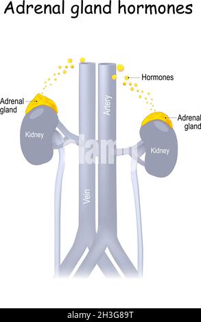 Hormone der Nebenniere. Menschliche Niere mit hervorgehobener Nebenniere. Hormone (Adrenalin, Aldosteron und Cortisol) schwimmen in den Blutgefäßen Stock Vektor