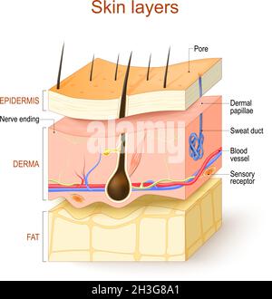 Hautschichten. Epidermis, Derma, Unterhaut. Struktur der menschlichen Haut: Haare, sensorische Rezeptor und Nervenende, Blutgefäß, Pore, Dermale Papillen Stock Vektor
