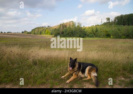 Alter Schäferhund sitzt vor dem Maisfeld Stockfoto