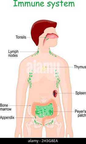 Immun- oder Lymphsystem. Die inneren lymphoiden Organe des Menschen für die Immunantwort. Peyer-Fleck im Dünndarm, Mandeln, Knochenmark, Anhang Stock Vektor