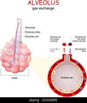 Alveolus. Gasaustausch. Nahaufnahme des Alveolarsackes mit Blutgefäß und roten Blutkörperchen. vektor Stock Vektor