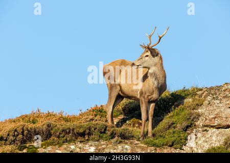 Junghirsch während der Brunftzeit im Oktober. Stand auf dem Gipfel des rauen Moorlandes und blickte nach hinten. Sauberer blauer Himmel Hintergrund. Kopieren Stockfoto