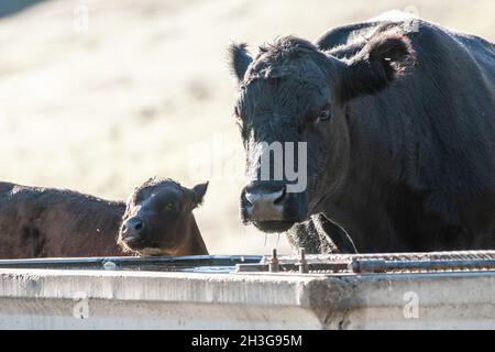 Heimische schwarze angus-Rinder, eine Mutterkuh und ein Kalb, trinken an einem heißen Tag in den kalifornischen Hügeln auf dem Westmantel der USA Wasser aus einem Trog. Stockfoto