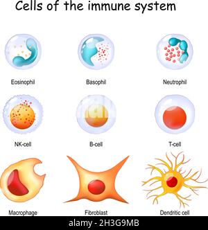 Zellen des Immunsystems. Weiße Blutkörperchen oder Leukozyten Eosinophil, Neutrophil, Basophil, Macrophage, Fibroblast, Und dendritische Zelle. Vektordiagramm Stock Vektor