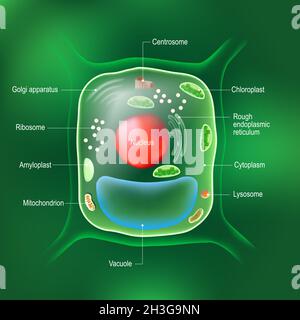 Anatomie der Pflanzenzelle. Alle Organellen: Nucleus, Ribosom, grobes endoplasmatisches Retikulum, Golgi-Apparat, Mitochondrien, Amyloplast, Vakuol Stock Vektor