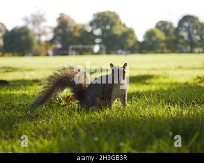 Halbzahme graue Eichhörnchen im Abington Park, Northampton, Großbritannien Stockfoto