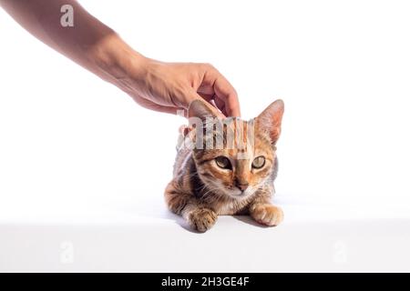 Das Kätzchen wird von Hand gestreichelt, isoliert auf weißem Hintergrund. Stockfoto