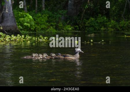 Eine weibliche Holzente schwimmt mit ihren Babyenten in einer Reihe auf dem Silver River im Silver Springs State Park, Florida, USA Stockfoto