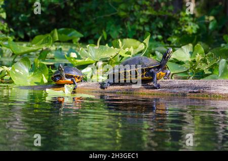 Zwei Florida Red Belly Cooters heben ihre Köpfe, während sie auf einem Baumstamm im Silver River im Silver Springs State Park, Florida, USA, sonnen Stockfoto