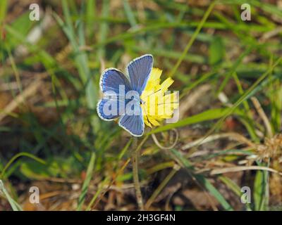 Fütterung gelber Blüten in Cumbrien, England, Großbritannien Stockfoto