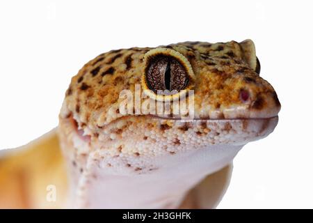 Nahaufnahme von Kopf und Auge der eublepharis. Echsen isolieren. Stockfoto