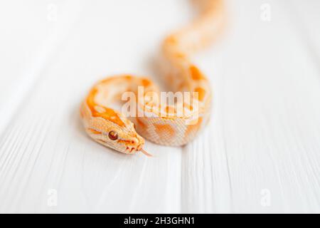 Python molurus albino Nahaufnahme auf weißem strukturiertem Hintergrund. Nahaufnahme Schlange für Deckung. Stockfoto