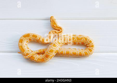 Python molurus albino Nahaufnahme auf weißem strukturiertem Hintergrund. Orangefarbene Schlange. Stockfoto