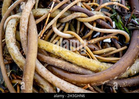 Point Reyes National Seashore ist un Marin County an der Pazifikküste von Nordkalifornien in den Vereinigten Staaten. Stockfoto