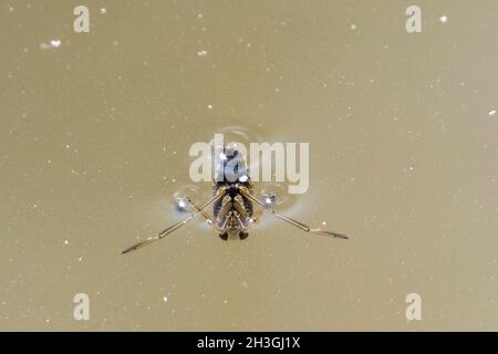 Gemeinsame Backswimmer (Notonecta Glauca) Stockfoto