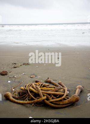 Point Reyes National Seashore ist un Marin County an der Pazifikküste von Nordkalifornien in den Vereinigten Staaten. Stockfoto