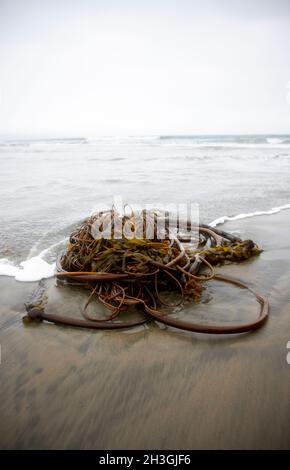 Point Reyes National Seashore ist un Marin County an der Pazifikküste von Nordkalifornien in den Vereinigten Staaten. Stockfoto