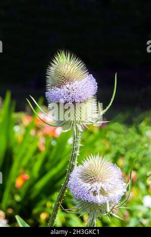Nahaufnahme von Blütenköpfen auf Dipsacus fullonum common Name Teasel eine zweijährige Staude, die voll winterhart ist und Mitte- bis Spätsommer blüht Stockfoto