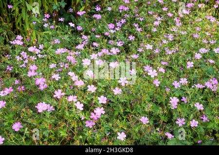 Geranium endressii Geranium x oxonianum Wargrave Pink wird als Bodenabdeckung verwendet, eine sommerblühende, voll winterharte immergrüne krautige Staude Stockfoto